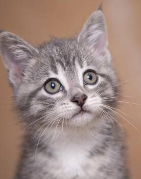 Mercy -  Domestic Medium Hair Cat for Adoption in Chicago, Illinois - Mercy | PetCurious