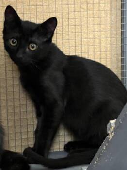 *DURIF -  Domestic Short Hair Cat for Adoption in Woodland, California - *DURIF | PetCurious