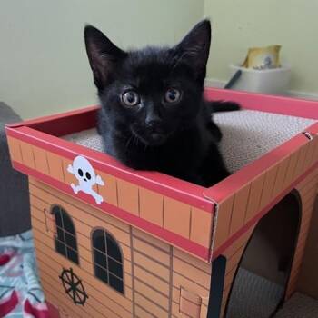 Mattie -  Domestic Short Hair Cat for Adoption in Ottawa, Ontario - Mattie | PetCurious