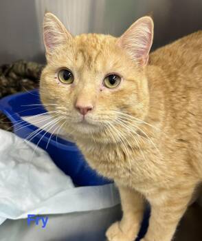 Tabby Cats Available for Adoption in Las Vegas, Nevada - Fry | PetCurious