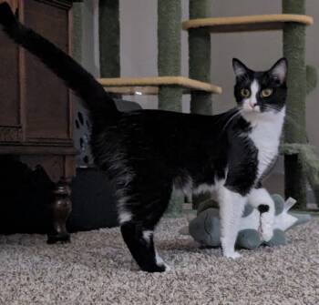 Fia -  Domestic Short Hair Cat for Adoption in Maineville, Ohio - Fia | PetCurious
