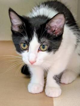 Max -  Domestic Short Hair Cat for Adoption in Bellevue, Washington - Max | PetCurious