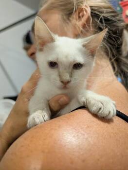Benny -  Domestic Short Hair Cat for Adoption in Emerald Isle, North Carolina - Benny | PetCurious