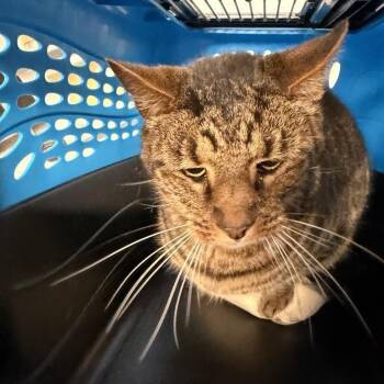 Clarence -  Domestic Short Hair Cat for Adoption in New York, New York - Clarence | PetCurious
