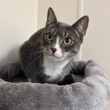 Iris -  Domestic Short Hair Cat for Adoption - Iris | PetCurious