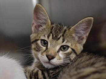 Alfred -  Domestic Short Hair Cat for Adoption in Portland, Oregon - Alfred | PetCurious