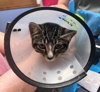 Claw-Daddy -  Tabby Cat for Adoption in Nacogdoches, Texas - Claw-Daddy | PetCurious