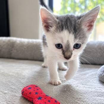 Sprite Werme -  Domestic Short Hair Cat for Adoption in Las Vegas, Nevada - Sprite Werme | PetCurious