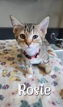 Rosie -  Domestic Short Hair Cat for Adoption in Sidney, Ohio - Rosie | PetCurious