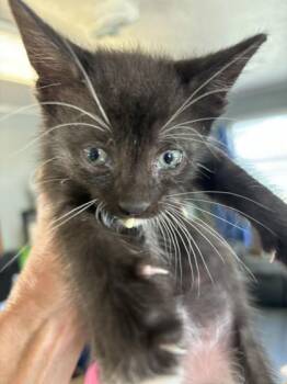 Seth -  Domestic Short Hair Cat for Adoption in West Memphis, Arkansas - Seth | PetCurious