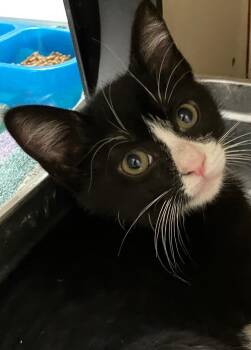 Nesquik -  Domestic Short Hair Cat for Adoption in Christiansburg, Virginia - Nesquik | PetCurious