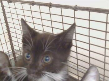 COTIJA -  Domestic Short Hair Cat for Adoption in Sacramento, California - COTIJA | PetCurious