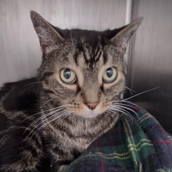 Spencer -  Domestic Short Hair Cat for Adoption in Goleta, California - Spencer | PetCurious