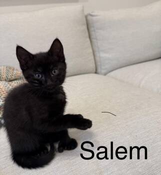 Domestic Short Hair Cats Available for Adoption in Topsham, Maine - Midnight, Ember And Salem  | PetCurious