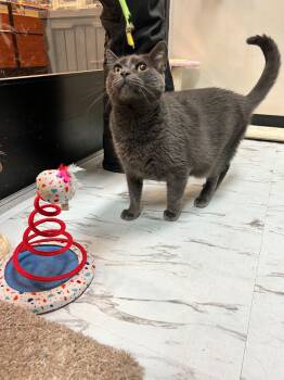 Walt Whiskers -  Domestic Short Hair Cat for Adoption in Mayfield, New York - Walt Whiskers | PetCurious