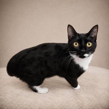 Weston -  Domestic Short Hair Cat Available for Adoption in Miami, Florida - Weston | PetCurious