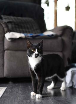 Rescue Domestic Short Hair Cats for Adoption in Steinbach, Manitoba - Lightening | PetCurious