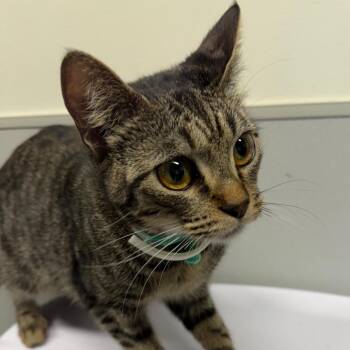 Elise -  Domestic Short Hair Cat for Adoption in Tampa, Florida - Elise | PetCurious