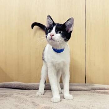 Magnum Pi -  Domestic Short Hair Cat for Adoption in Brentwood, Missouri - Magnum Pi | PetCurious