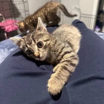 Rescue Domestic Short Hair Cats for Adoption in Nashville, Indiana - Benji Big Eyes | PetCurious
