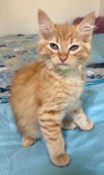 Abra -  Domestic Medium Hair Cat for Adoption in Millcreek, Utah - Abra | PetCurious