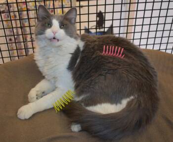 Pinkie -  Domestic Medium Hair Cat Available for Adoption in Youngtown, Arizona - Pinkie | PetCurious