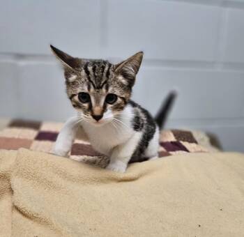 Johnny -  Domestic Short Hair Cat for Adoption in Huntington, Indiana - Johnny | PetCurious
