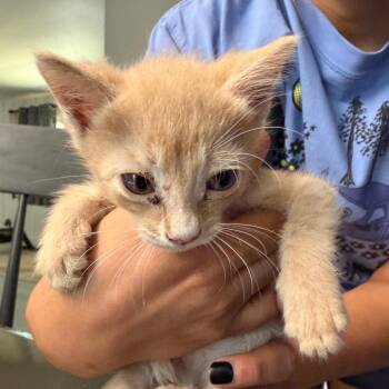 Crush -  Domestic Medium Hair Cat for Adoption in Midland, Texas - Crush | PetCurious