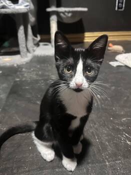 Domestic Short Hair Cats Available for Adoption in Dallas, Texas - Organa | PetCurious