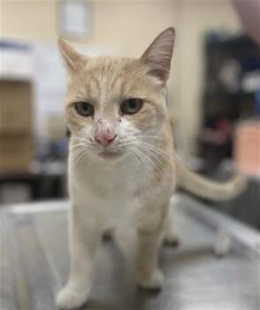 Rescue Domestic Short Hair Cats for Adoption in Aliquippa, Pennsylvania - OWALA | PetCurious