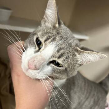 Steezy -  Domestic Short Hair Cat for Adoption in Durango, Colorado - Steezy | PetCurious