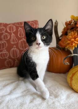 Plutarch -  Domestic Short Hair Cat for Adoption in Manchester, Maryland - Plutarch | PetCurious