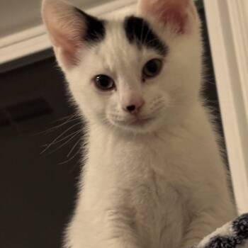 Domestic Short Hair Cats Available for Adoption in Renton, Washington - Snowdrop | PetCurious