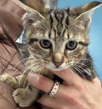 Domestic Short Hair Cats Available for Adoption - Fiona | PetCurious