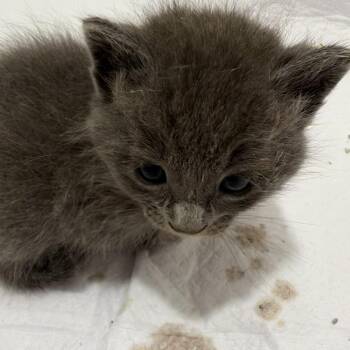 Babadook -  Domestic Short Hair and Russian Blue Cat for Adoption in Long Beach, California - Babadook | PetCurious