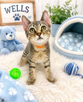 Wells -  Tabby Cat for Adoption in Tavares, Florida - Wells | PetCurious