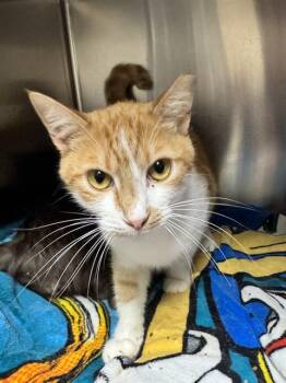 CHESTER -  Domestic Short Hair Cat for Adoption in San Jose, California - CHESTER | PetCurious