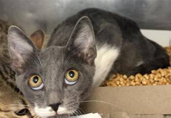 King George -  Domestic Short Hair Cat for Adoption in El Paso, Texas - King George | PetCurious