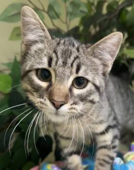 Silas -  Domestic Short Hair Cat for Adoption in Hastings, Nebraska - Silas | PetCurious