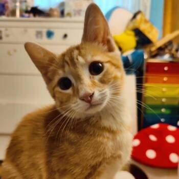 Shortbread -  Tabby Cat for Adoption in Washington, Pennsylvania - Shortbread | PetCurious