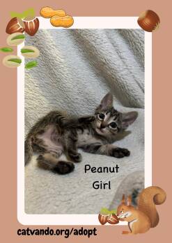 Peanut -  Tabby Cat for Adoption in Maywood, Illinois - Peanut | PetCurious