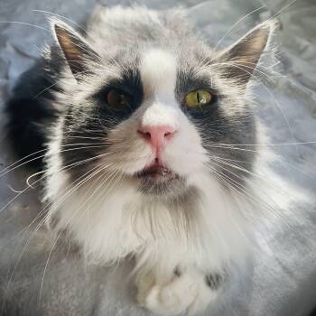 Rescue Domestic Long Hair Cats for Adoption in Buffalo, New York - Shelton | PetCurious