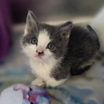 Cherry Garcia -  Domestic Short Hair Cat for Adoption in Westland, Michigan - Cherry Garcia | PetCurious