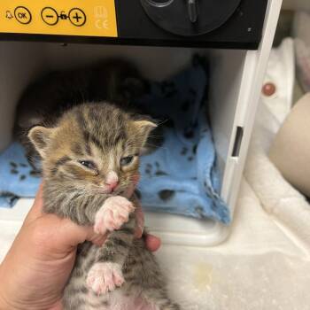 Jazmine -  Domestic Short Hair Cat for Adoption in Bristol, Indiana - Jazmine | PetCurious