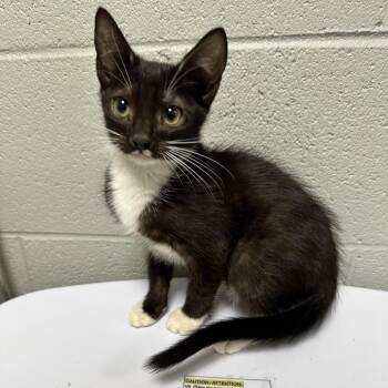 Domestic Short Hair Cats Available for Adoption in Galax, Virginia - Rowan | PetCurious
