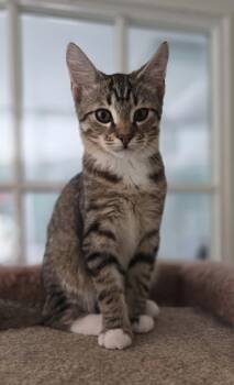 Barley Shewman (handsome playful kitten) -  Domestic Short Hair Cat for Adoption in Stowe, Pennsylvania - Barley Shewman (handsome Playful Kitten) | PetCurious