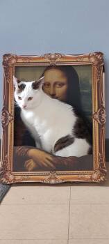 Domestic Short Hair Cats Available for Adoption in Warwick, Rhode Island - Pinocchio | PetCurious