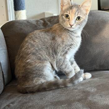 Ashley -  Domestic Short Hair Cat for Adoption in Houston, Texas - Ashley | PetCurious