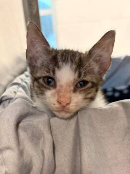 OSCAR -  Domestic Short Hair Cat Available for Adoption in Baytown, Texas - OSCAR | PetCurious