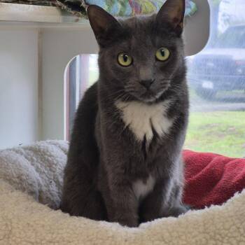 Domestic Short Hair Cats Available for Adoption in Warwick, Rhode Island - Bruno & Loomis  | PetCurious